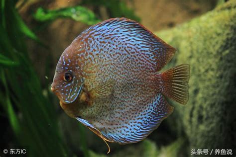 七彩神仙魚吃什麼|養神仙魚這6點你要知道